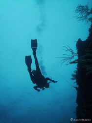 My wife as she swims along a wall in Roatan in search of ... by Steven Anderson 